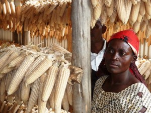 Innovatively drying maize