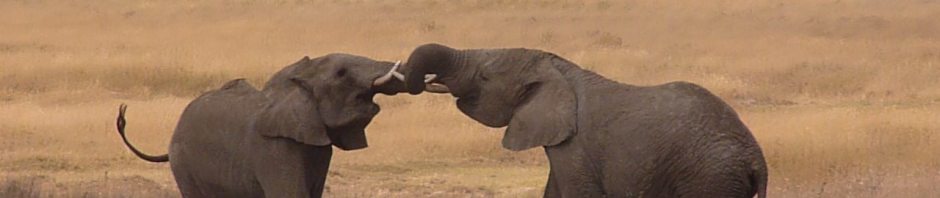 Elephants fighting