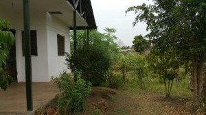 My new home (find the coffee tree...)